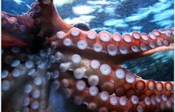 Et si le plus grand prédateur de l’océan il y a 100 millions d’années était…
