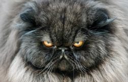 L’UE vote la fin des mutilations et de certains croisements pour les chats …