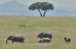 Un particulier peut théoriquement détenir un lion, un crocodile ou un éléph…